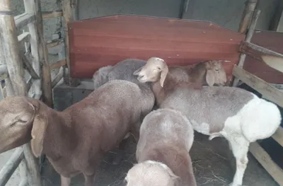 Продаём овец и ягнят 1