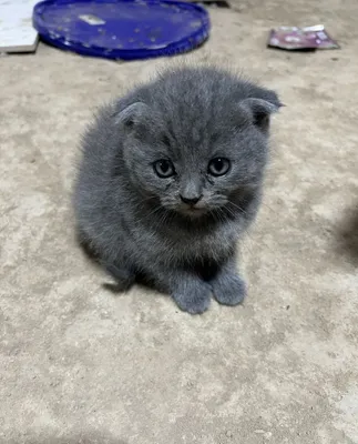 Scottish fold mushukcha
