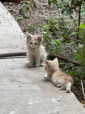 Отдам в добрые руки двух очаровательных котят 1