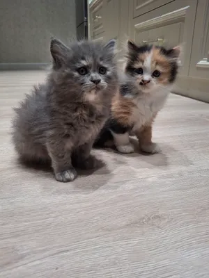 Elena Vasilyeva porno