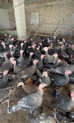Продаются индюки 1