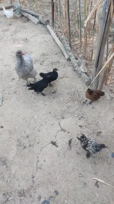Kulrang tovuq jo‘jalari bilan 1