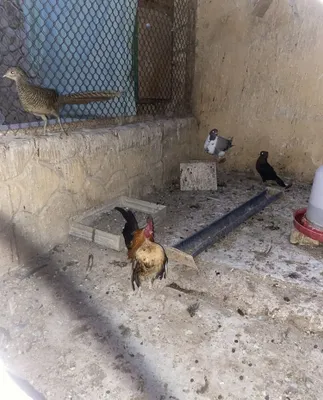 Shabo zotli jo‘jalar sotiladi 1