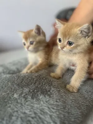 Продаются котята породы золотая шиншилла, 2 месяца 1