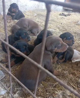 Doberman kuchukchalari sotiladi 1