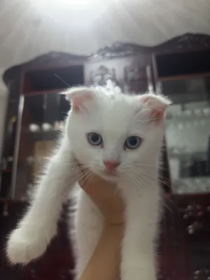 Ryazanda fohisha yollash qancha turadi? Qanday qilib qizga anilingusni togri bajarish kerak