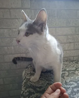 Mushukchani mehribon qo‘llarga beramiz 1