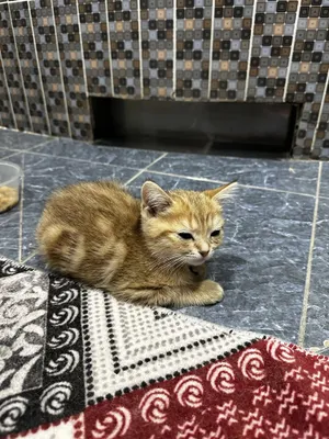 Продаётся котёнок шиншилла 1