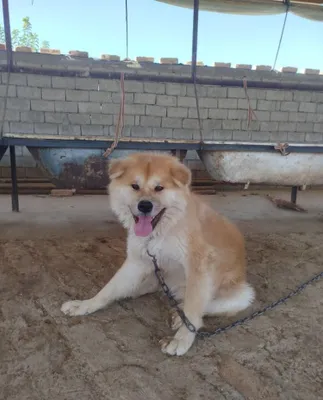 Собака кучук dog 1