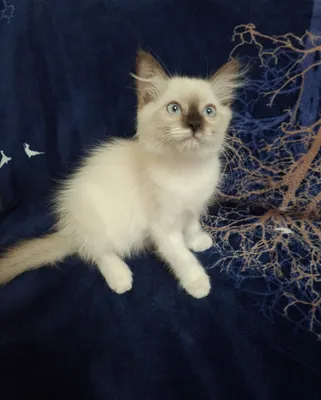 Ragdoll zotli mushuk sotiladi 1