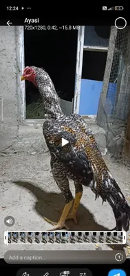 Продаётся чистопородный корейский петух
