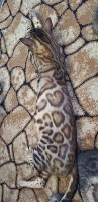 Bengal mushukchalari sotiladi 1