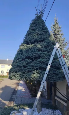 Стрижка туй и деревьев 1
