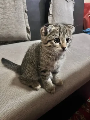 Девочка породы Scottish Fold, 2 месяца 1