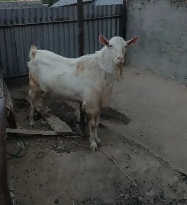 Taka sotiladi 4 yosh