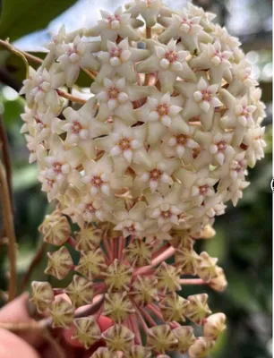 Hoya: ildiz otgan Loe Province niholi 1