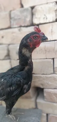 Шалпан макиенлар сотилади 1