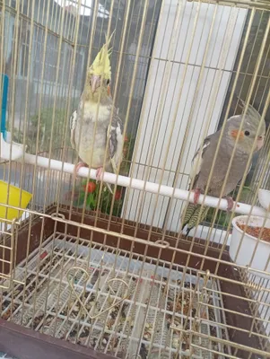 Продаётся пара корелл 1