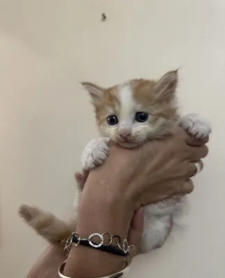Отдам котннка в добрые руки. С отслеживанием 1