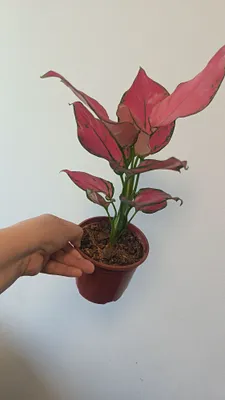 Aglaonema Red Joy 1