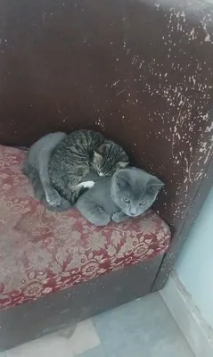 Chartreux zotli mushuk 1