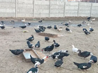Продаются индоутки, 100 000 сум. Количество: 80 шт. 1