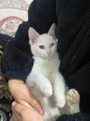 Котёнок као-мани 1