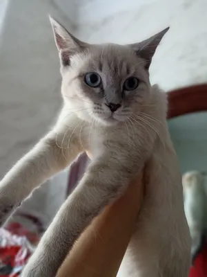 Милая кошечка 1