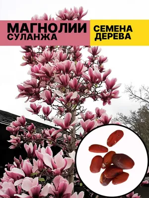 Magnoliya Sulanja daraxti guli pushti rangda 1