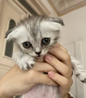 Scottish Fold mushuk скотиш фолд висолоухие