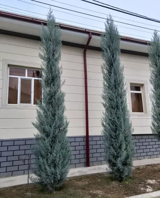 Арчалар сотилади 1