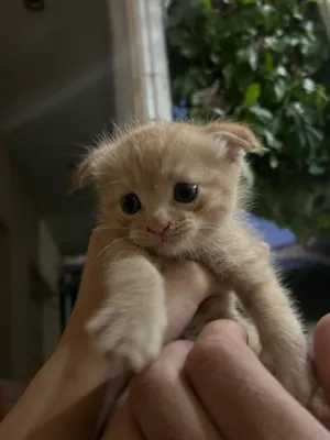07.06 tug‘ilgan, uyda boqilgan Scottish Fold zotli erkak mushukcha 1