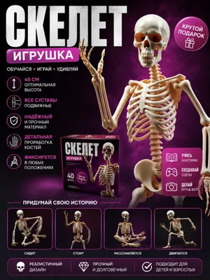 Игрушка скелет, как настоящий, 40см