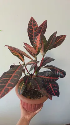 Chiroyli kroton 1