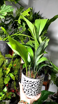 Aspidistra 1