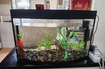 30–40 litrli akvarium sotiladi, aniq bilmayman, ishlatilgan, yaxshi holatda 1