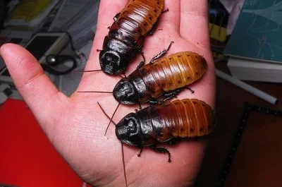 Madagaskar tarakanlari