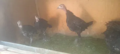 3 oyli kurkala sotladi 1