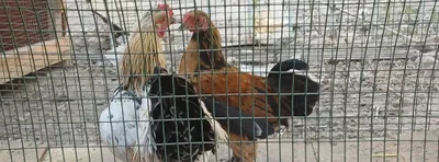 Продаются японские цыплята 1