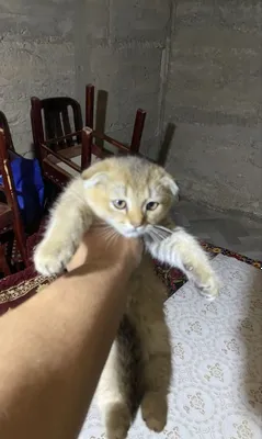 Котята, 3 месяца 1