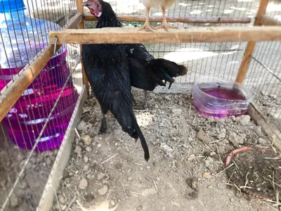 Porno videolarda Anna Tatu Mast va hushidan ketgan ruslar porno