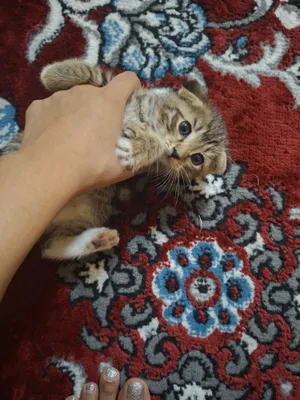 Котята, породистые, здоровые, приучены к лотку 1