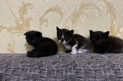 Мушукчалар домашний 1