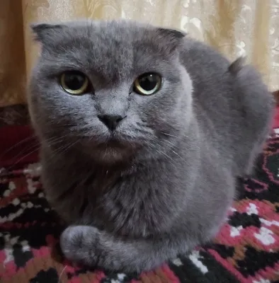 Tinto Brass erotik foto skrinshotlari