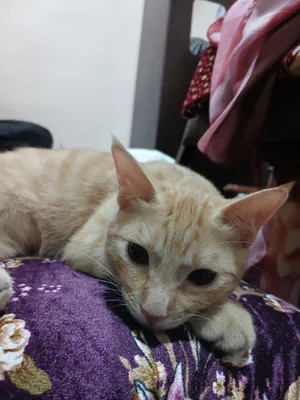 mushuk hadiyaga beriladi 1