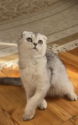 Scottish Fold — urg‘ochi mushukcha, 4 oylik (Toshkent) 1