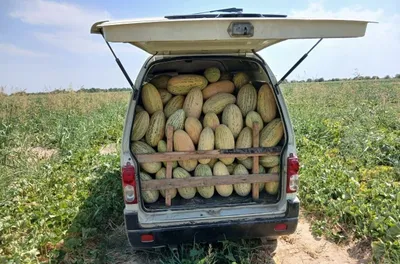 Oq qoovun sotiladi. Kilosi 3000 so'mdan 1