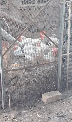 Продаются 4-месячные адлерские петухи 1