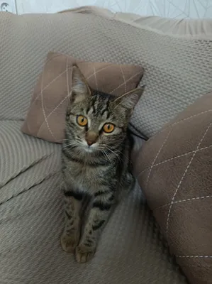 Продаётся котёнок 1