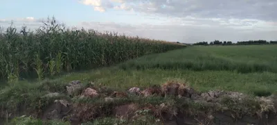 1,5 гектара сорго с початками, готового для силоса 1